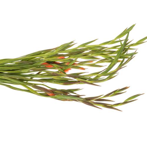 Colvillis lachs Nathalie 65cm