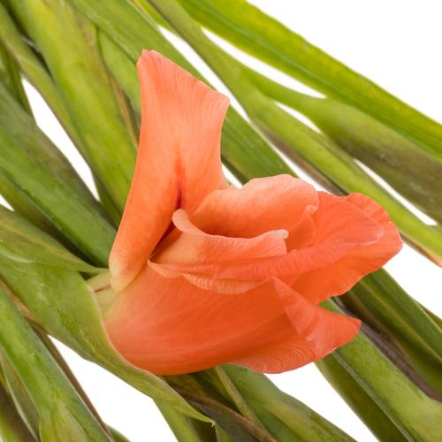 Colvillis lachs Nathalie 65cm