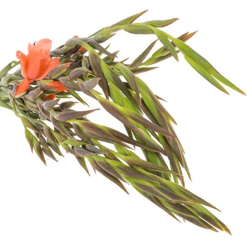 Colvillis lachs Nathalie 65cm