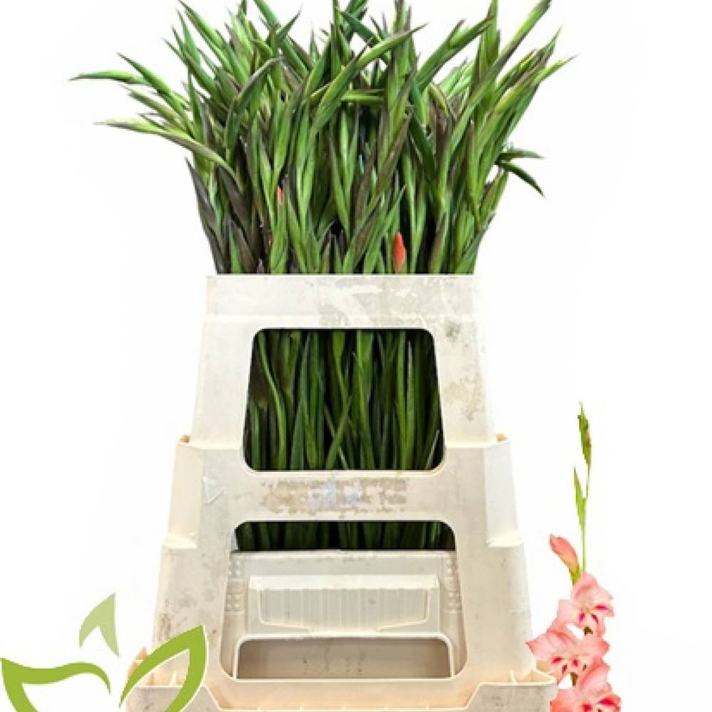 Colvillis lachs Nathalie 65cm