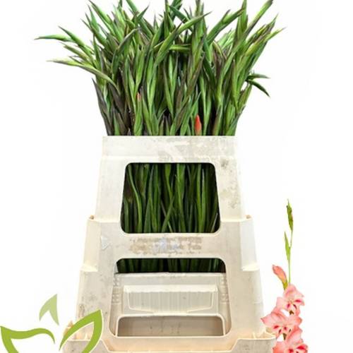 Colvillis lachs Nathalie 65cm