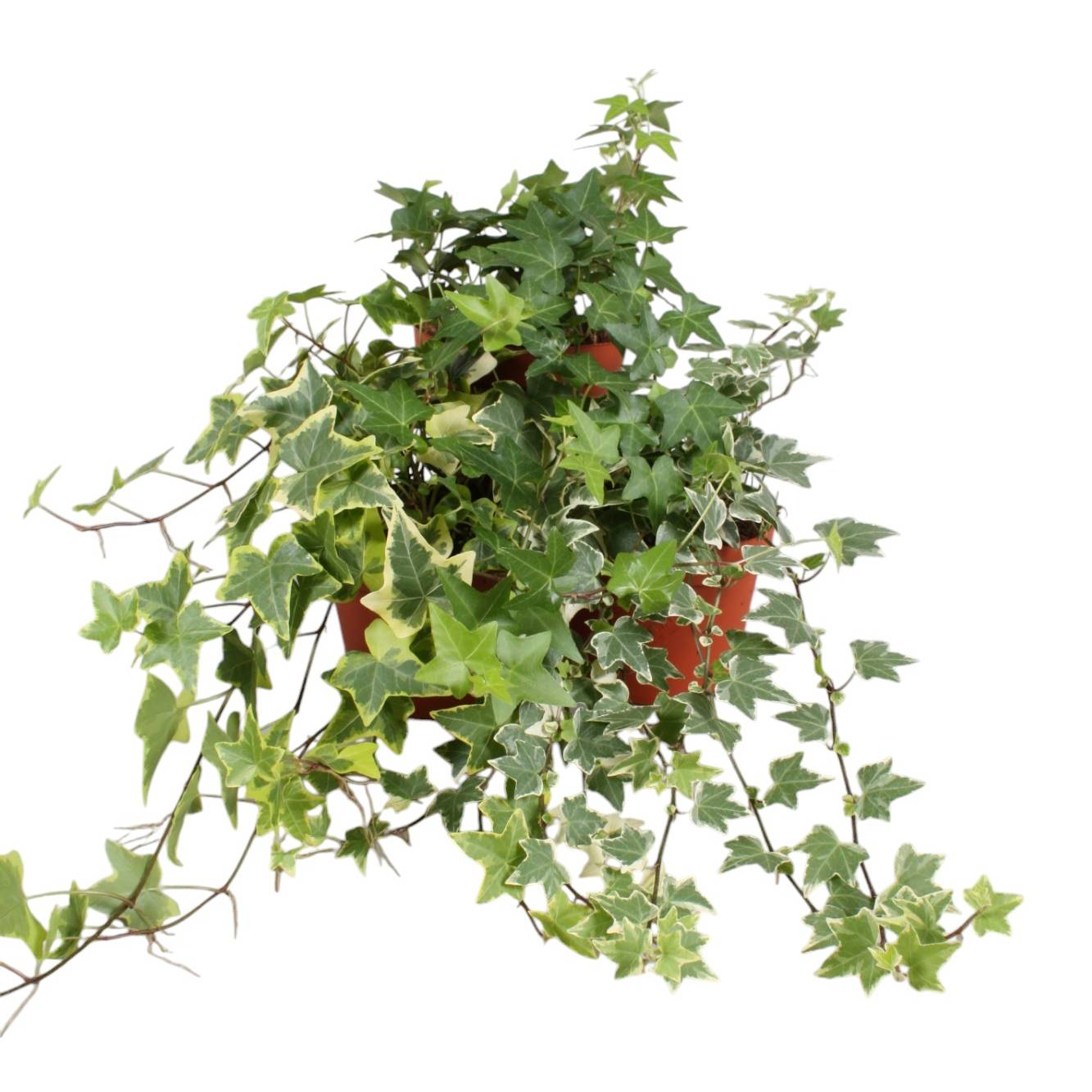 hedera goldchild Hedera Helix Goldchild Ivy — Newlands Garden Centre
