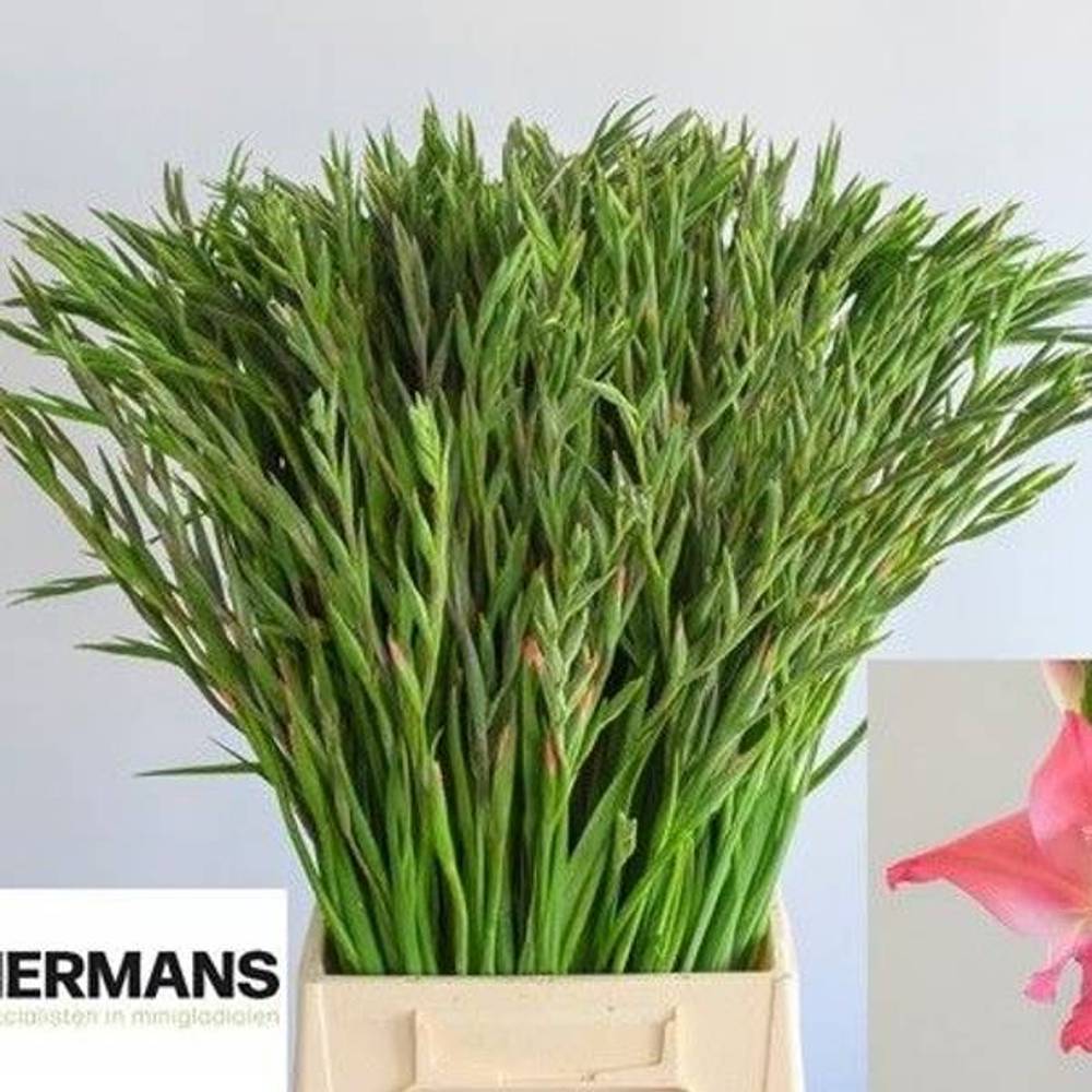 Colvillis lachs Charming Beauty 65cm