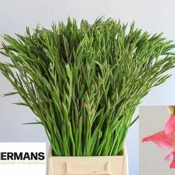 Colvillis lachs Charming Beauty 65cm