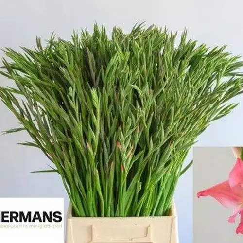 Colvillis lachs Charming Beauty 65cm