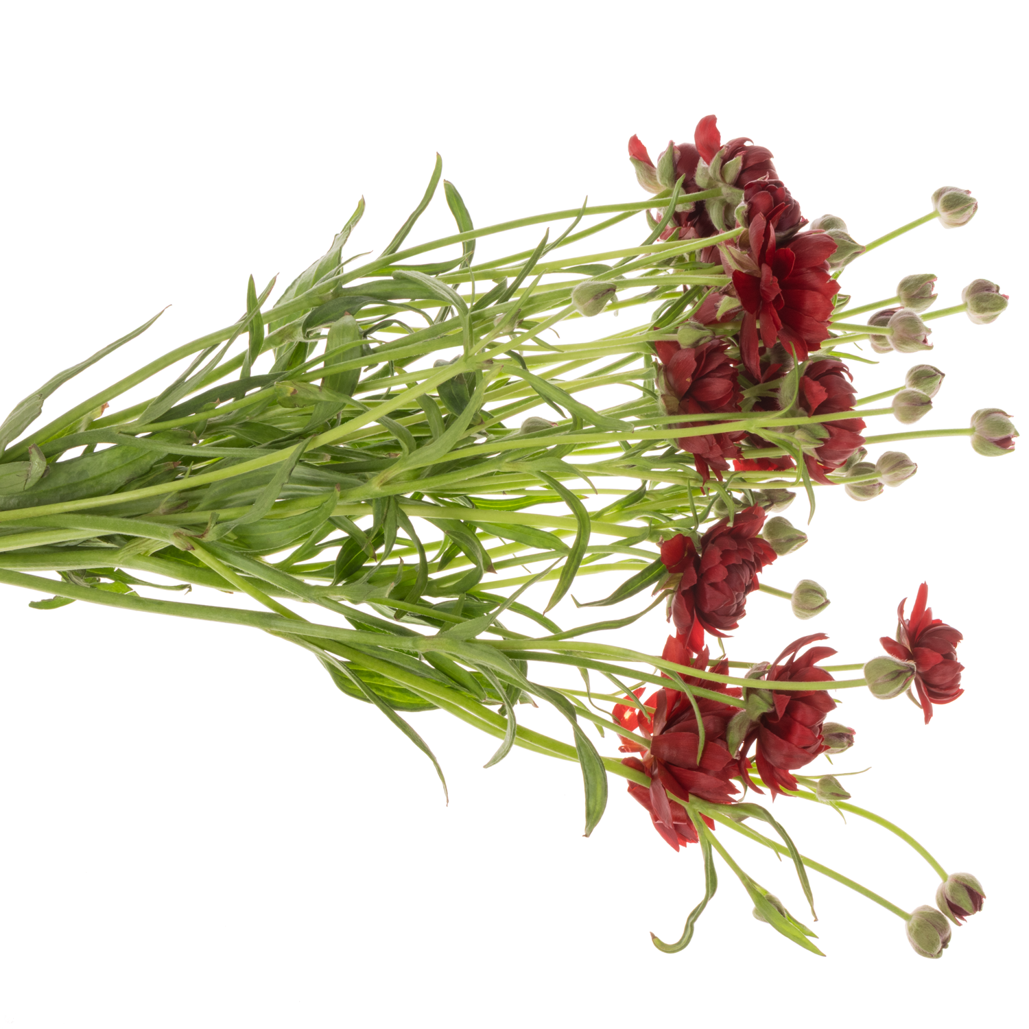 Ranunkel rot Natura Moderna Energia 60cm