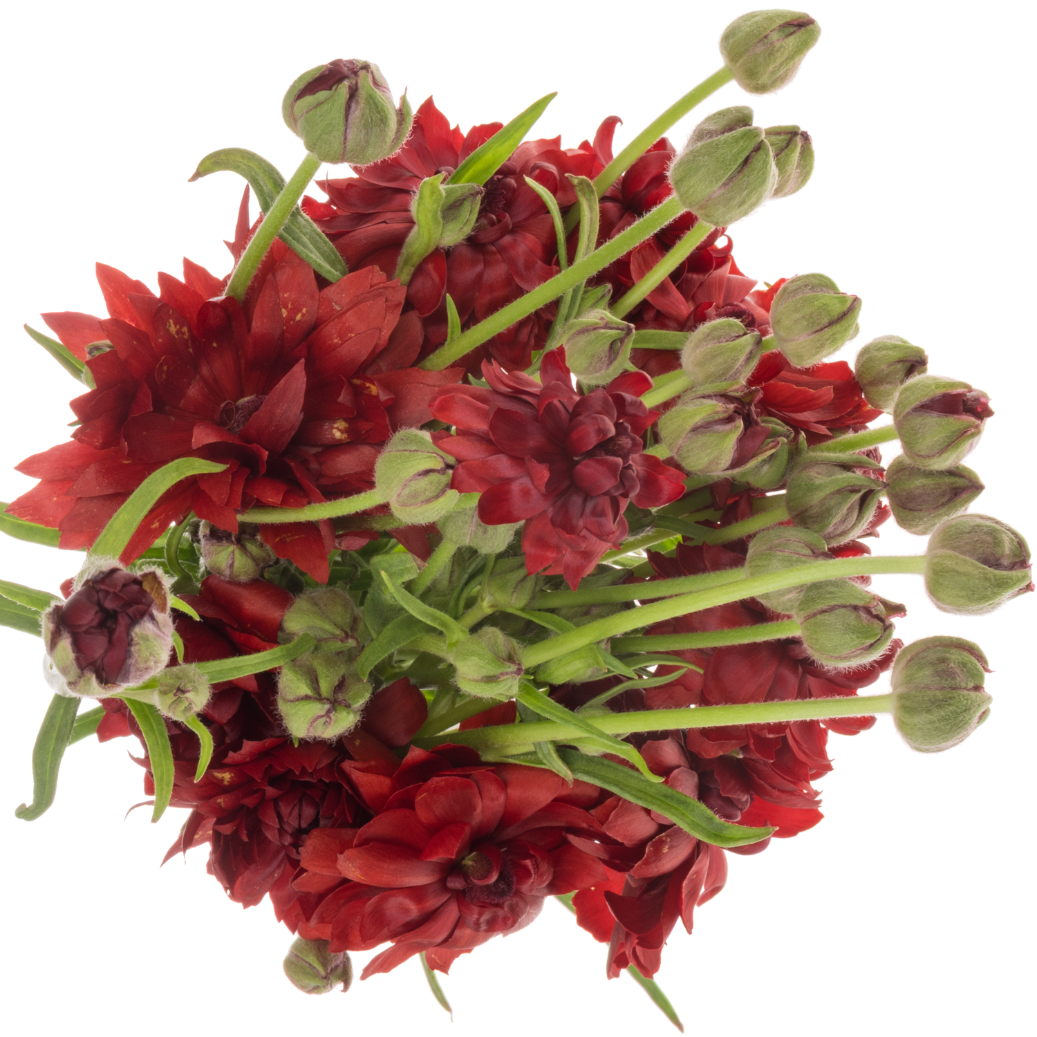 Ranunkel rot Natura Moderna Energia 60cm