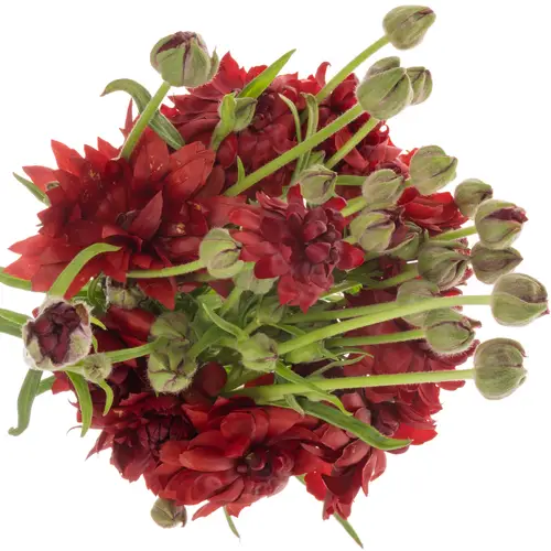 Ranunkel rot Natura Moderna Energia 60cm