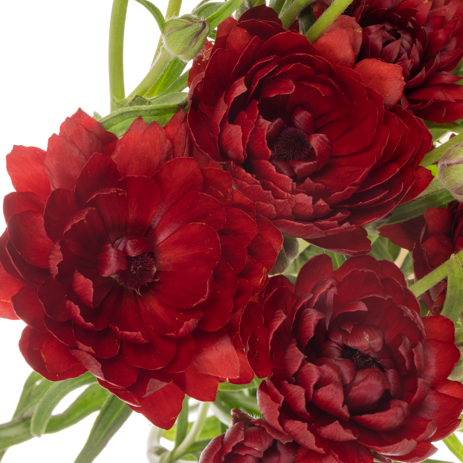 Ranunkel rot Natura Moderna Energia 60cm