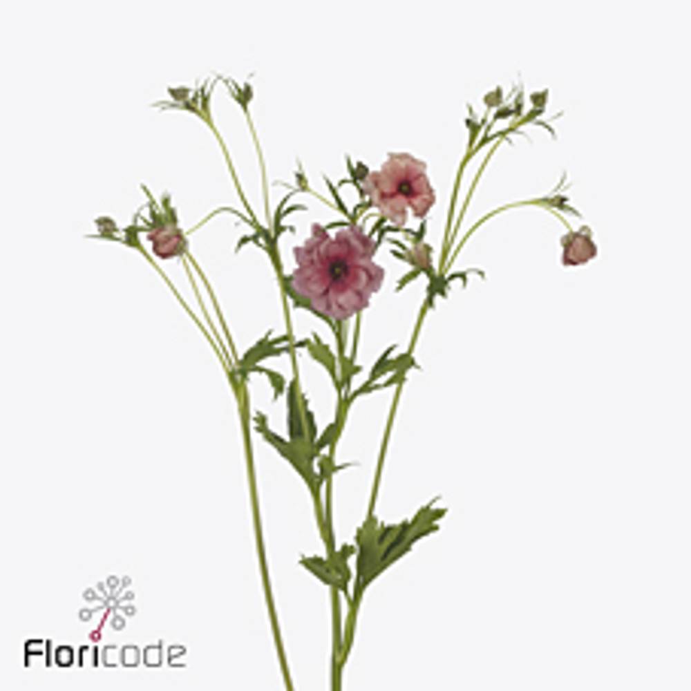 Ranunkel rot Natura Moderna Energia 60cm