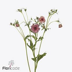 Ranunkel rot Natura Moderna Energia 60cm