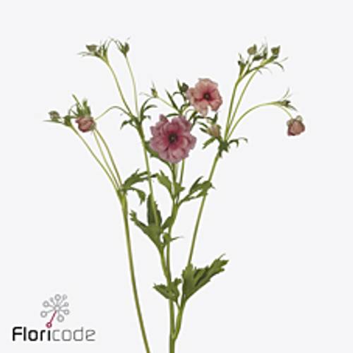 Ranunkel rot Natura Moderna Energia 60cm