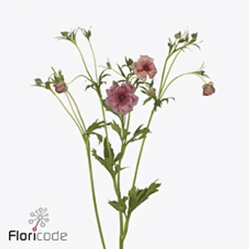 Ranunkel rot Natura Moderna Energia 60cm