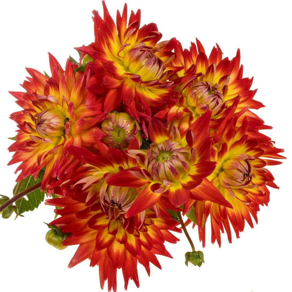 Dahlia dunkelorange/gelb Bon Bini 50cm