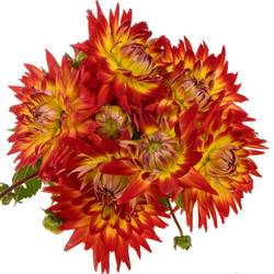 Dahlia dunkelorange/gelb Bon Bini 50cm