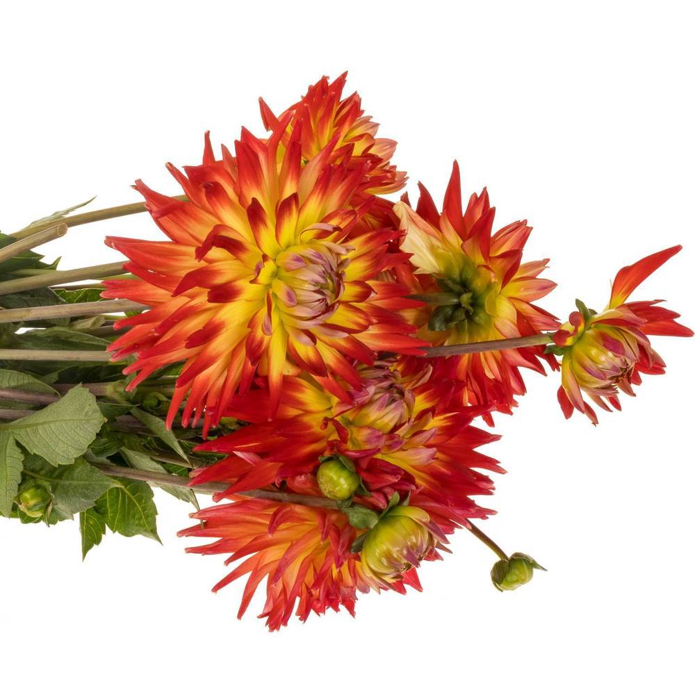 Dahlia dunkelorange/gelb Bon Bini 50cm