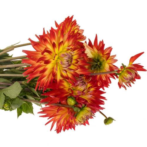 Dahlia dunkelorange/gelb Bon Bini 50cm