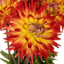 Dahlia dunkelorange/gelb Bon Bini 50cm