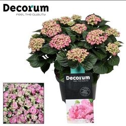 Hortensie Curly Wurly rosa T23 H50