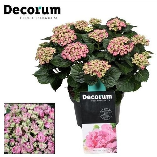 Hortensie Curly Wurly rosa T23 H50