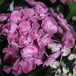 Hortensie Curly Wurly rosa T23 H50