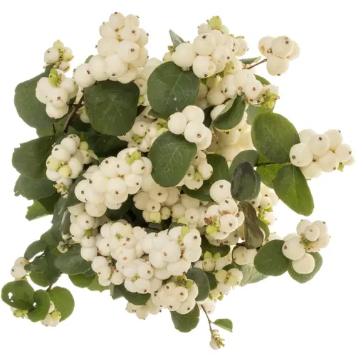 Schneebeere creme/weiss Magical dream 80cm