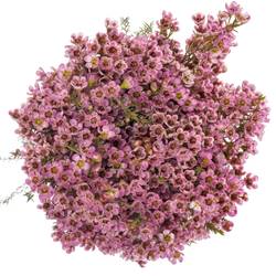 Wachsflower rosa Painted Lady 25 Gramm 70cm