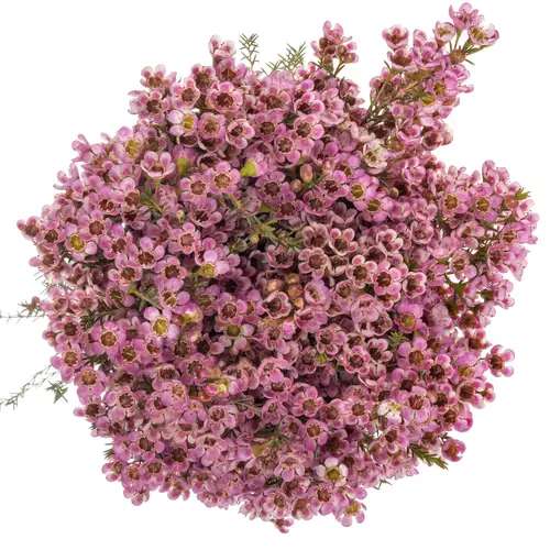 Wachsflower rosa Painted Lady 25 Gramm 70cm