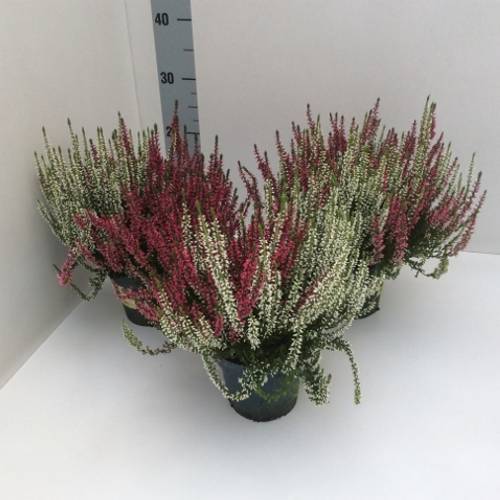 Calluna Gg Twin T13 H30 rot/weiss