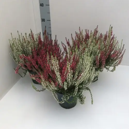 Calluna Gg Twin T13 H30 rot/weiss