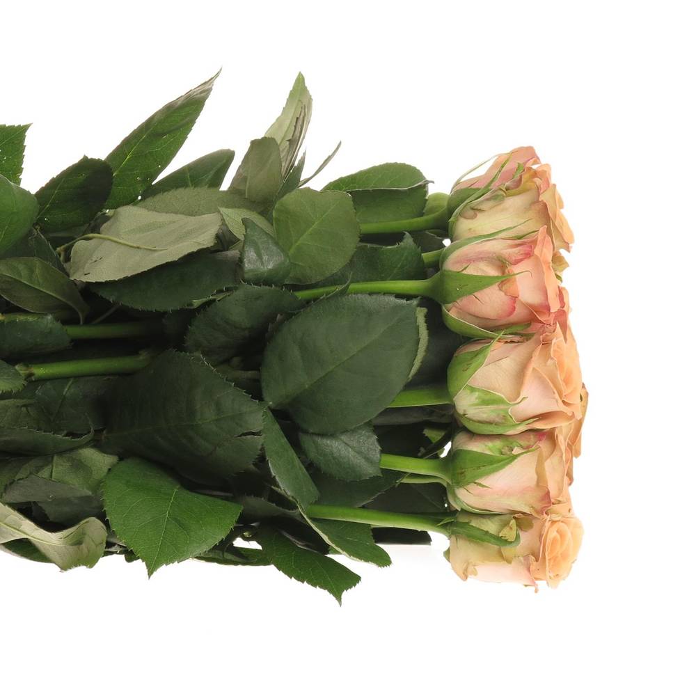 Rose apricot Cappucino 35cm