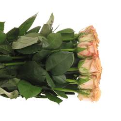Rose apricot Cappucino 35cm