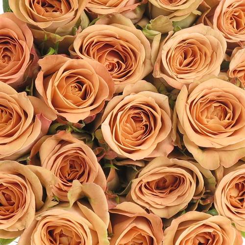 Rose apricot Cappucino 35cm