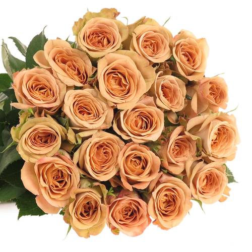 Rose apricot Cappucino 35cm