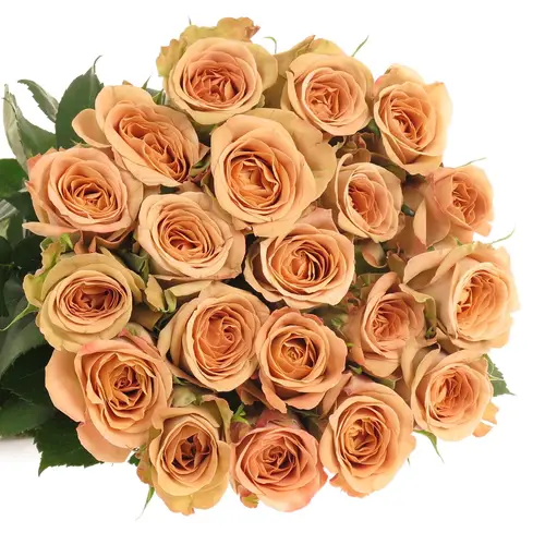 Rose apricot Cappucino 35cm