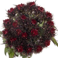 Bartnelke dunkel rot Red Baron Dark 55cm