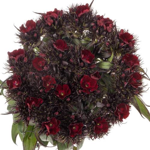Bartnelke weinrot Red Baron Dark 55cm