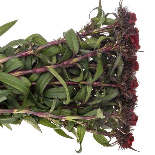 Bartnelke weinrot Red Baron Dark 55cm