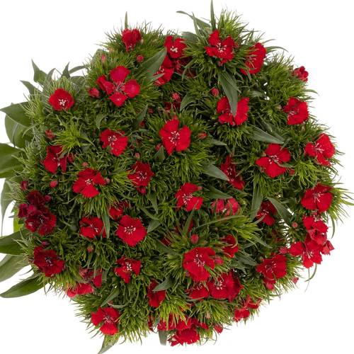 Bartnelke rot Red Baron Dark 55cm