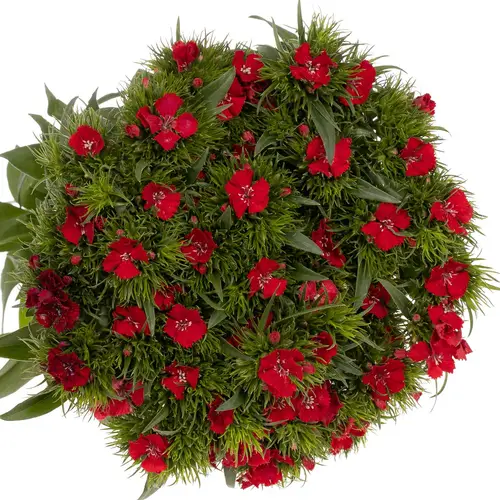 Bartnelke rot Red Baron Dark 55cm