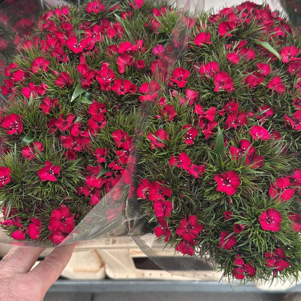 Bartnelke rot Red Baron Dark 55cm