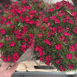 Bartnelke rot Red Baron Dark 55cm