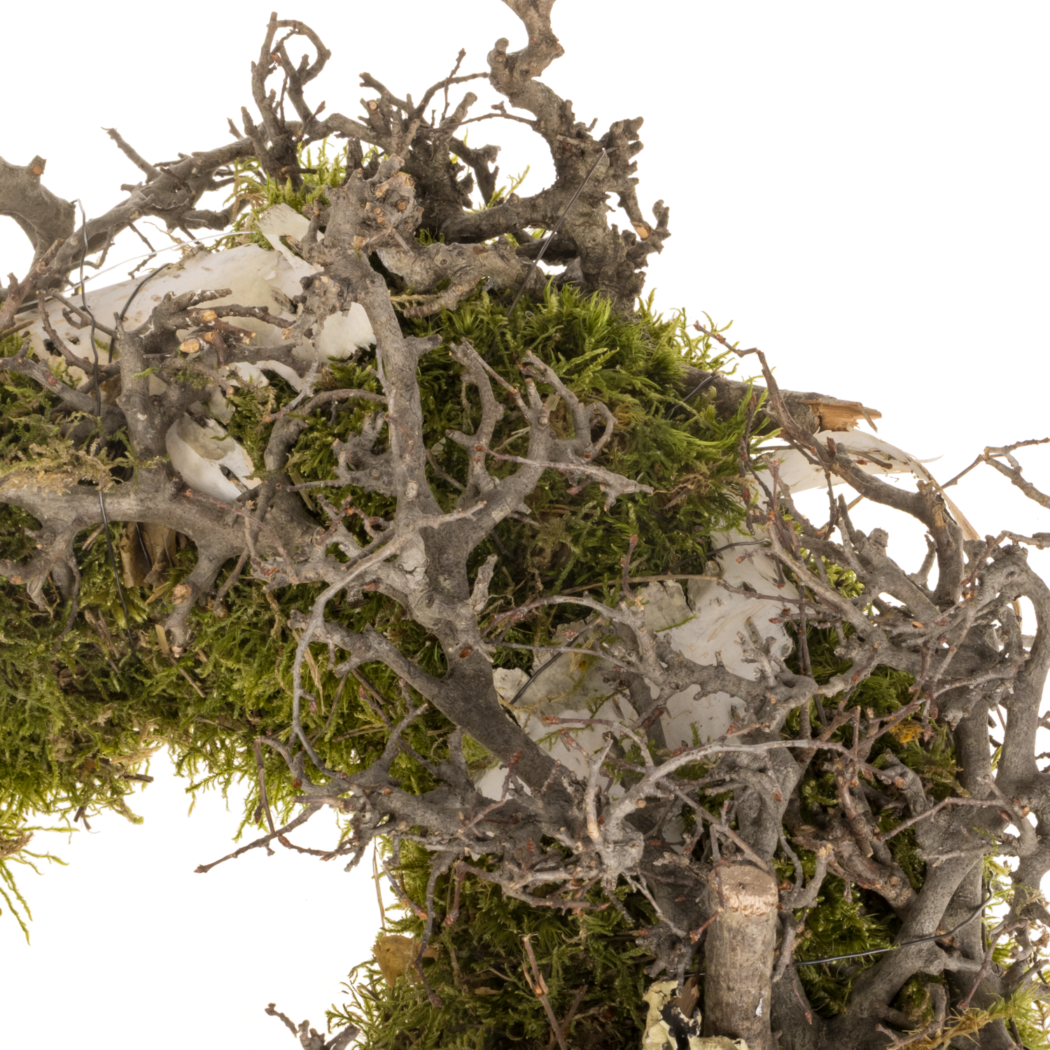 Kranz grau/dunkel grn Bonsai/Moos D35cm (Krnze Natur) | Heyl -  Blumengrohandel / Floristikgrohandel