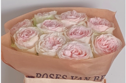 Rose hell rosa Cornwall gefüllt 60cm