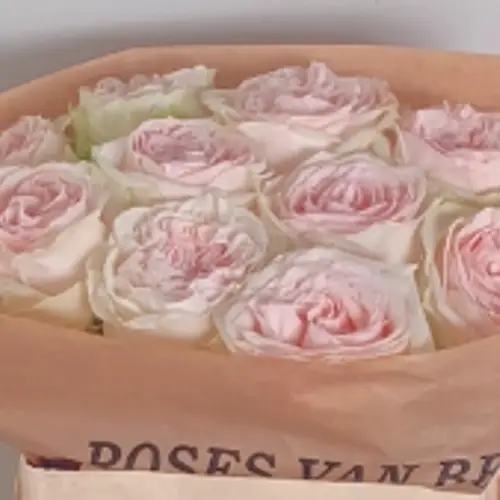 Rose hell rosa Cornwall gefüllt 60cm