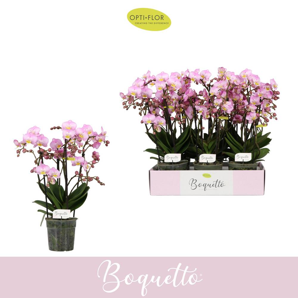 Phal.3-5R rosa Boquetto Glossem T12 H035