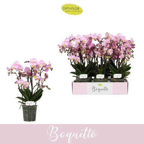 Phal.3-5R rosa Boquetto Glossem T12 H035