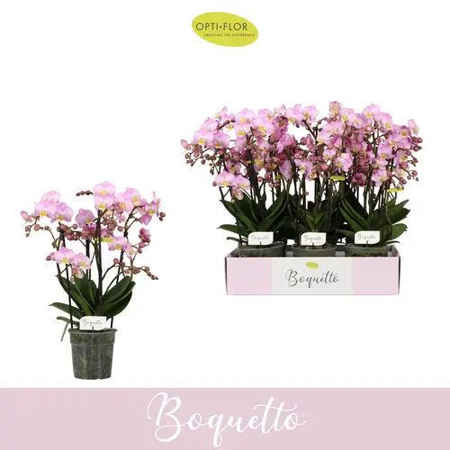 Phal.3-5R rosa Boquetto Glossem T12 H035
