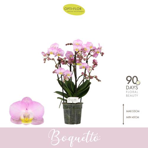 Phal.3-5R rosa Boquetto Glossem T12 H035