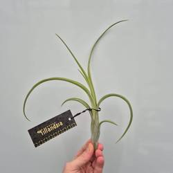 Tillandsia Intermedia T15 H020